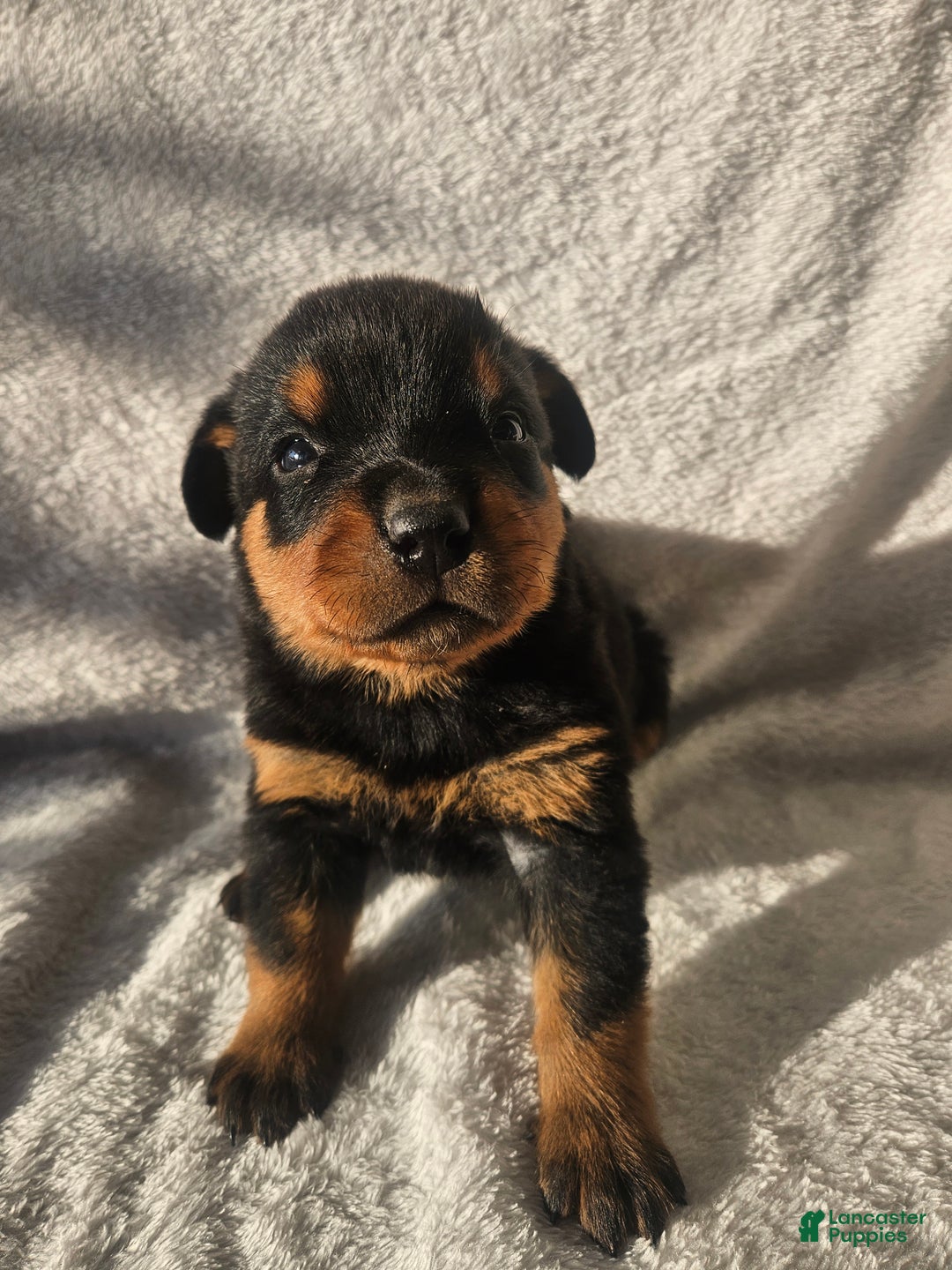 Rottweiler dogs for sale: Billy - Ad 2