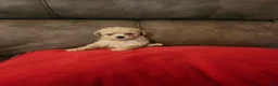 Toy Poodle dogs for sale: Toy Poodle Puppy 2 - Ad 2