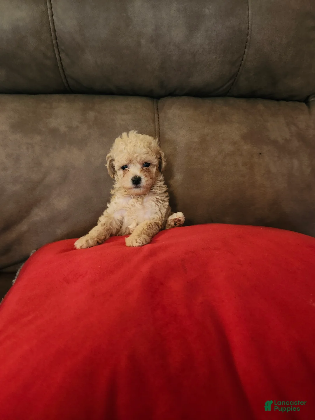 Toy Poodle dogs for sale: Toy Poodle Puppy 2 - Ad 2
