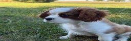 Cavalier King Charles Spaniel dogs for sale: Joshua Cavalier King Charles Spaniel  - Ad 1