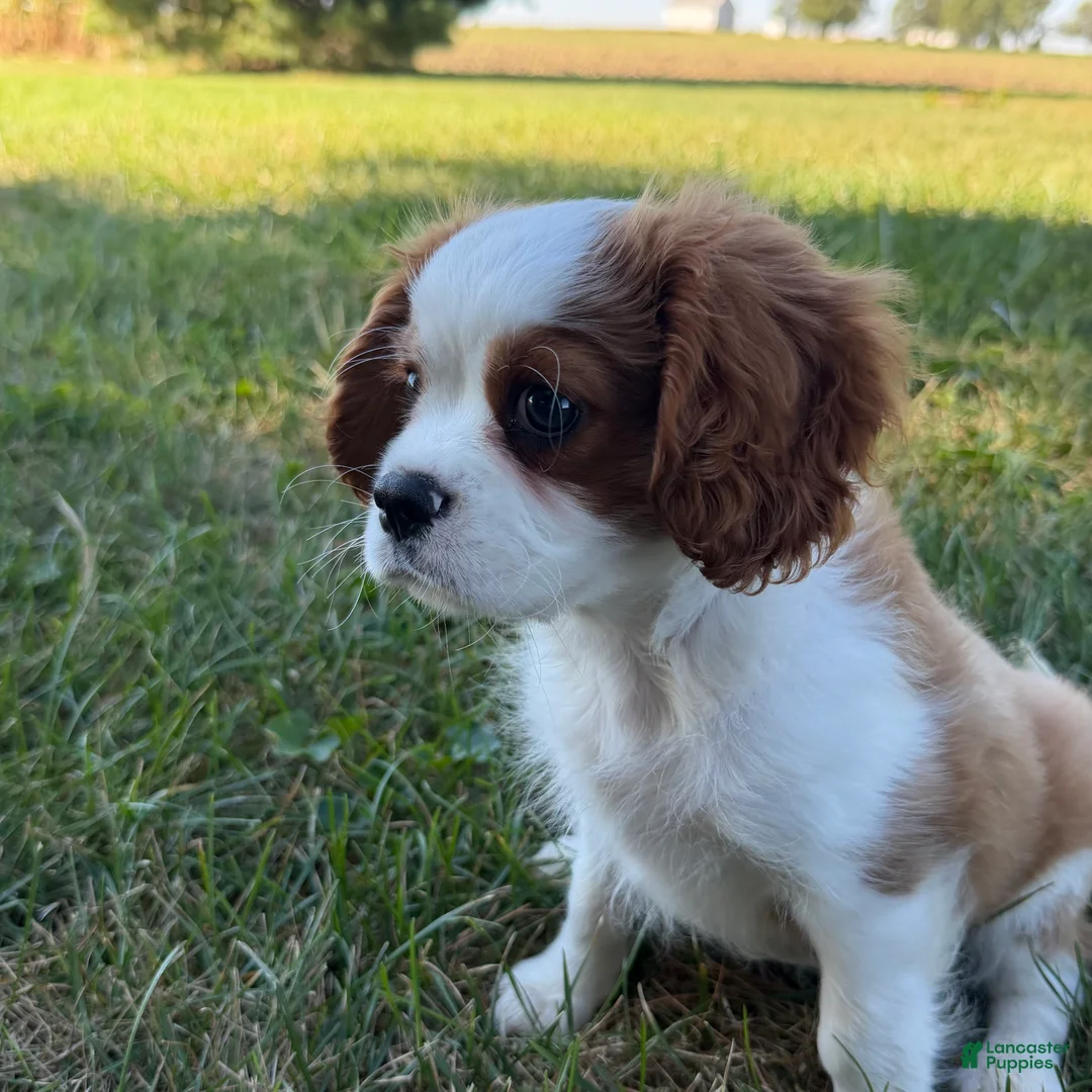 Cavalier King Charles Spaniel dogs for sale: Joshua Cavalier King Charles Spaniel  - Ad 1