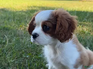 Cavalier King Charles Spaniel dogs Joshua Cavalier King Charles Spaniel - Ad 1