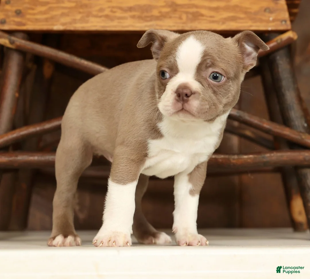 Boston Terrier dogs for sale: Ricky - Ad 6