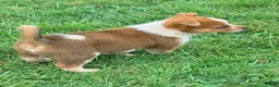 Australian Cattle Dog dogs for sale: Maverick - Ad 6