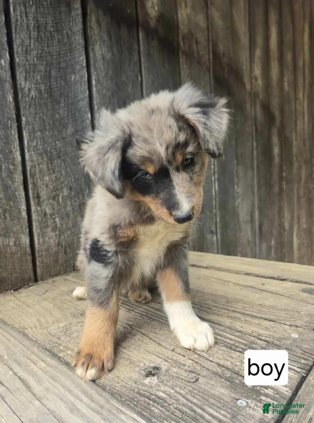 Australian Shepherd dogs for sale: Australian Shepherd Puppy 4 - Ad 1
