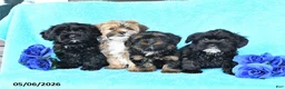 Yorkiepoo dogs for sale: Tulip - Ad 3