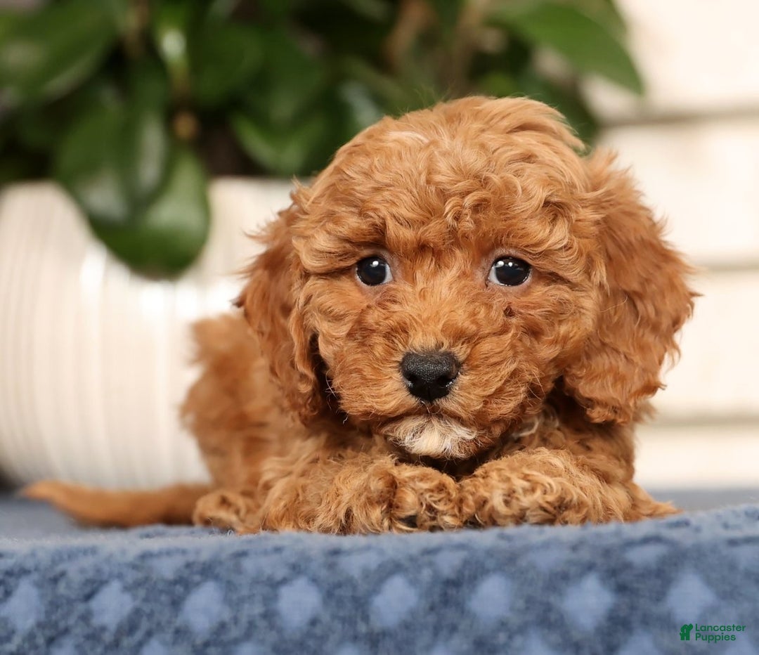 Bichpoo dogs for sale: Fiona - Ad 3