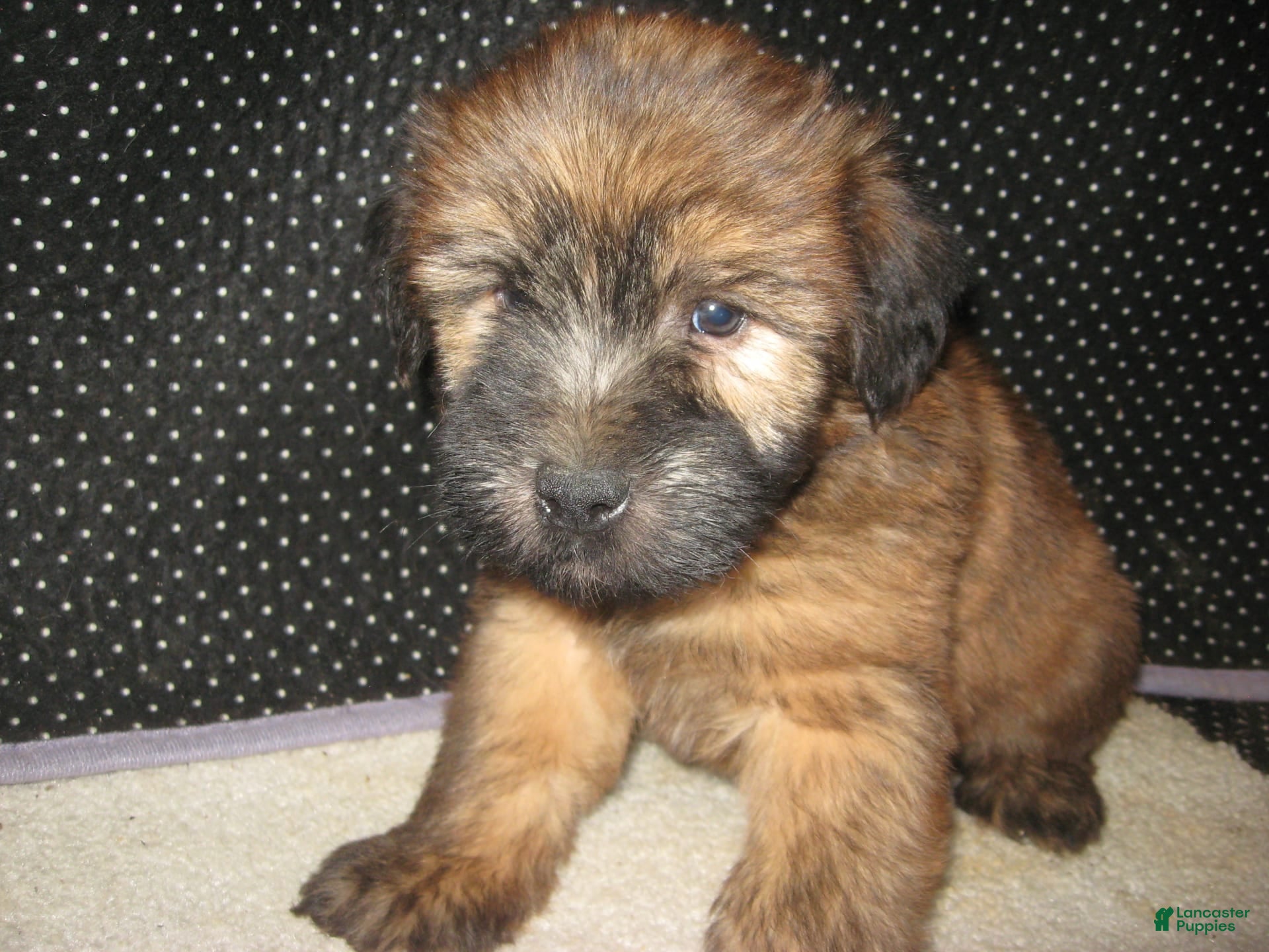 Terrier Puppy Kerry Wheaten 1+ Thousand Soft Coated Wheaten