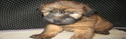 Soft Coated Wheaten Terrier dogs for sale: Dakota - Ad 1