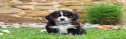 Bernese Mountain Dog dogs for sale: Bobby - Ad 1