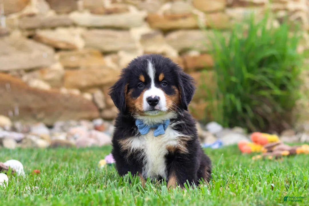 Bernese Mountain Dog dogs for sale: Bobby - Ad 1
