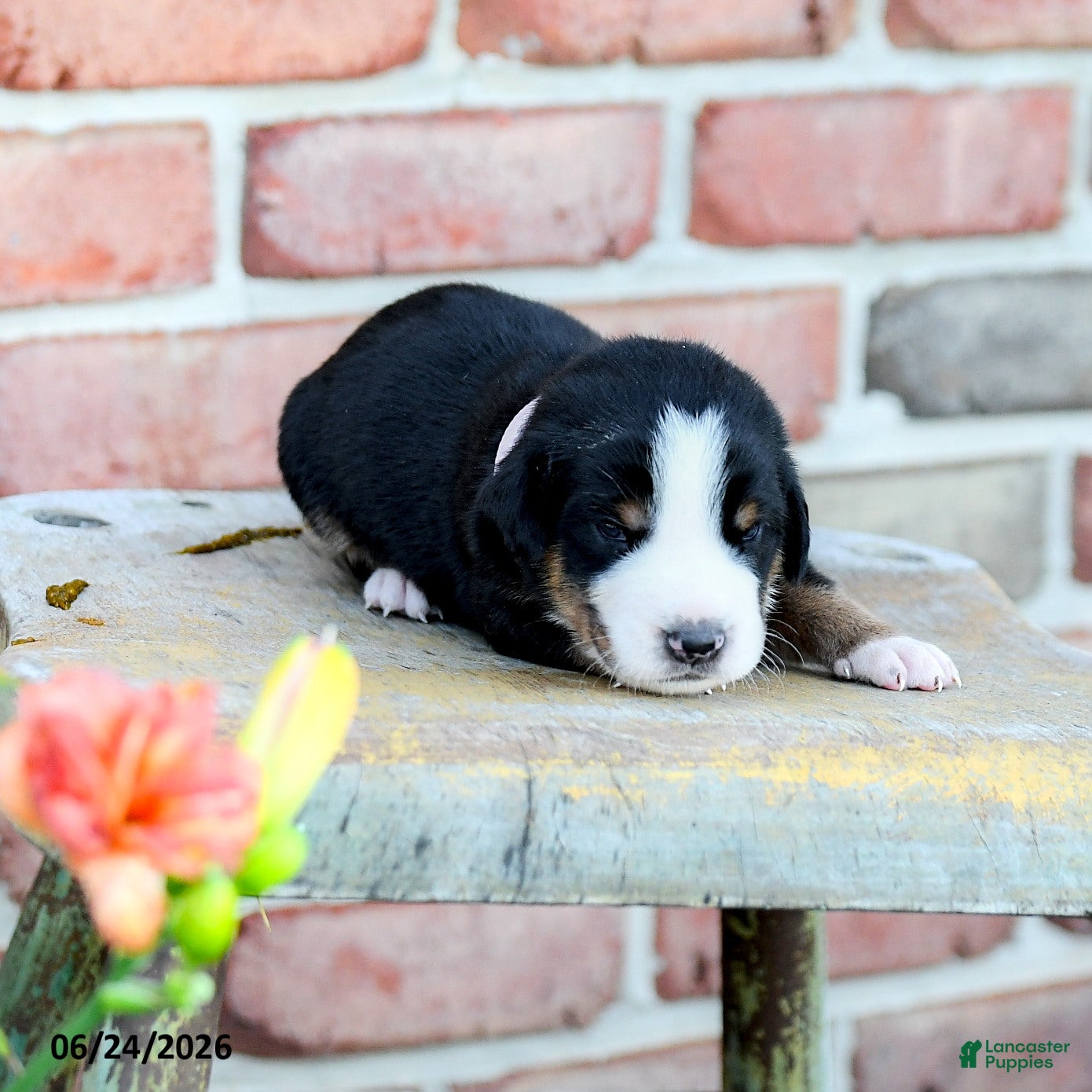 Greater Swiss Mountain Dog dogs Klara - Ad 2