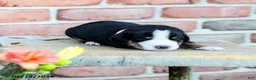 Greater Swiss Mountain Dog dogs for sale: Klara - Ad 2