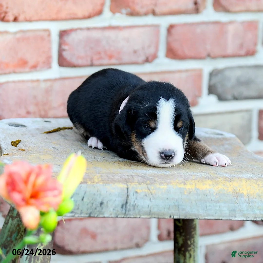 Greater Swiss Mountain Dog dogs for sale: Klara - Ad 2