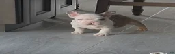 French Bulldog dogs for sale: Monica - Ad 6