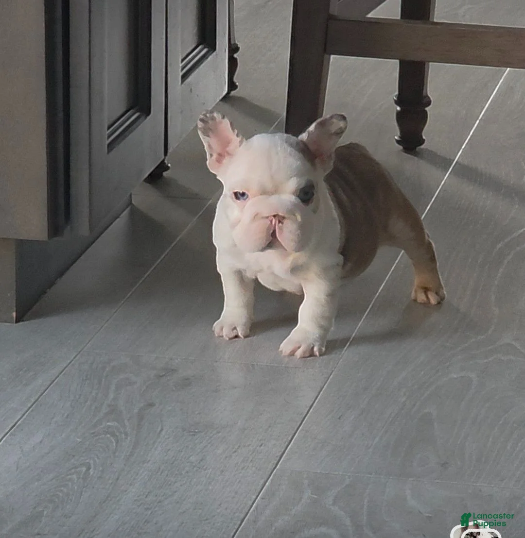 French Bulldog dogs for sale: Monica - Ad 6