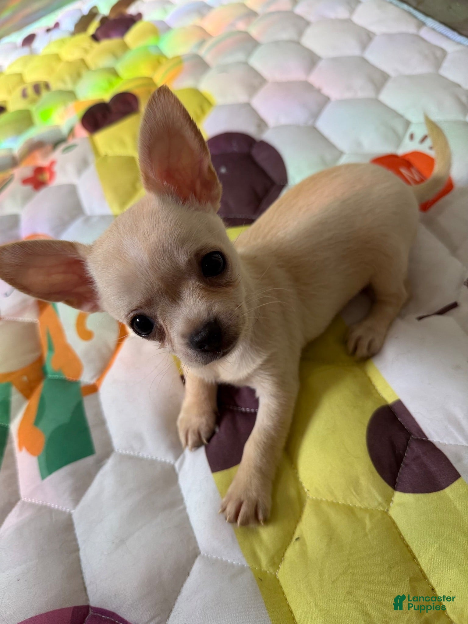 Chihuahua dogs ✨Taffy✨ - Ad 1