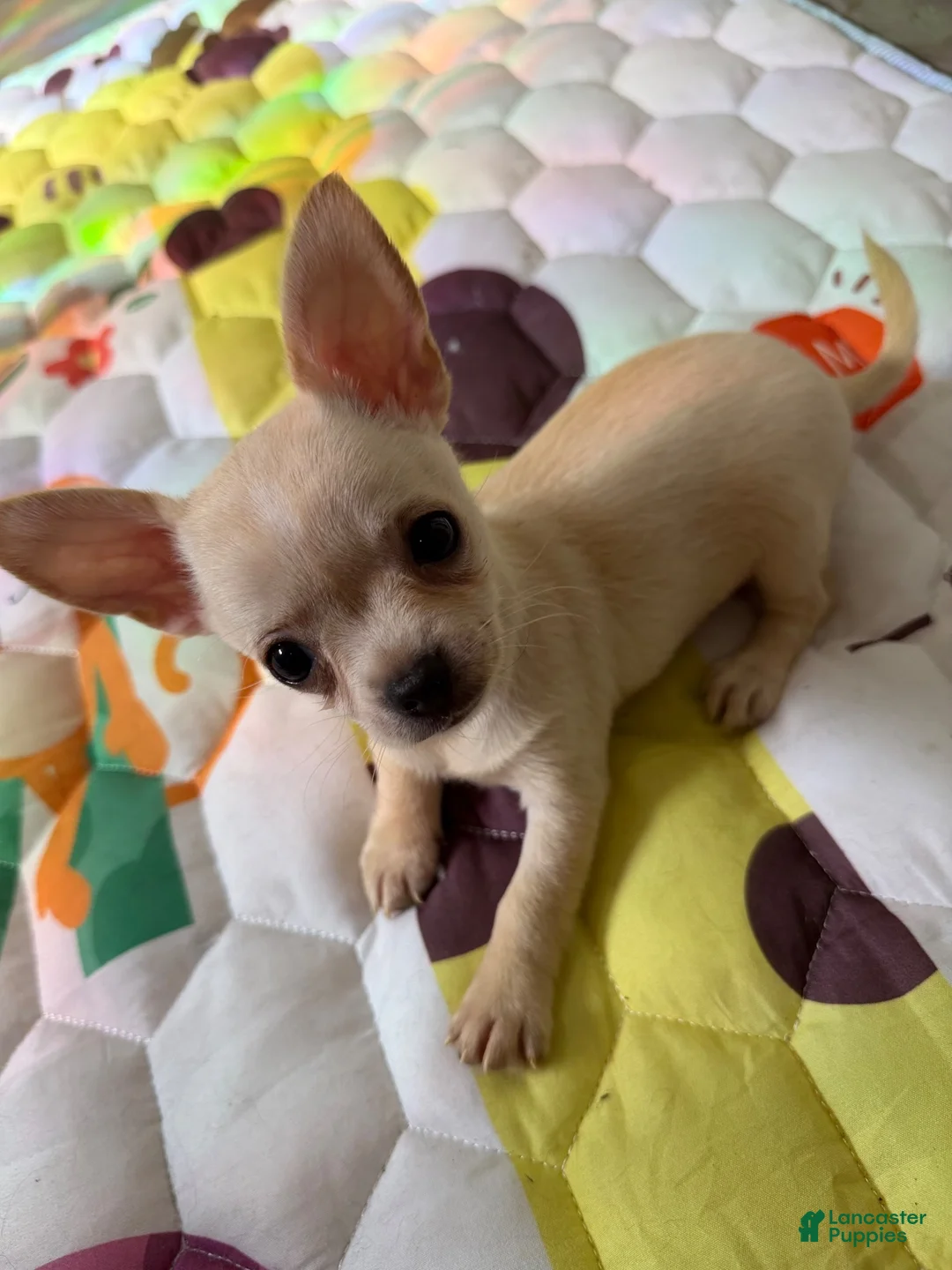 Chihuahua dogs for sale: ✨Taffy✨ - Ad 1