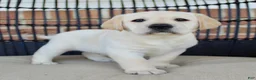 Labrador Retriever dogs for sale: Duke - Ad 7