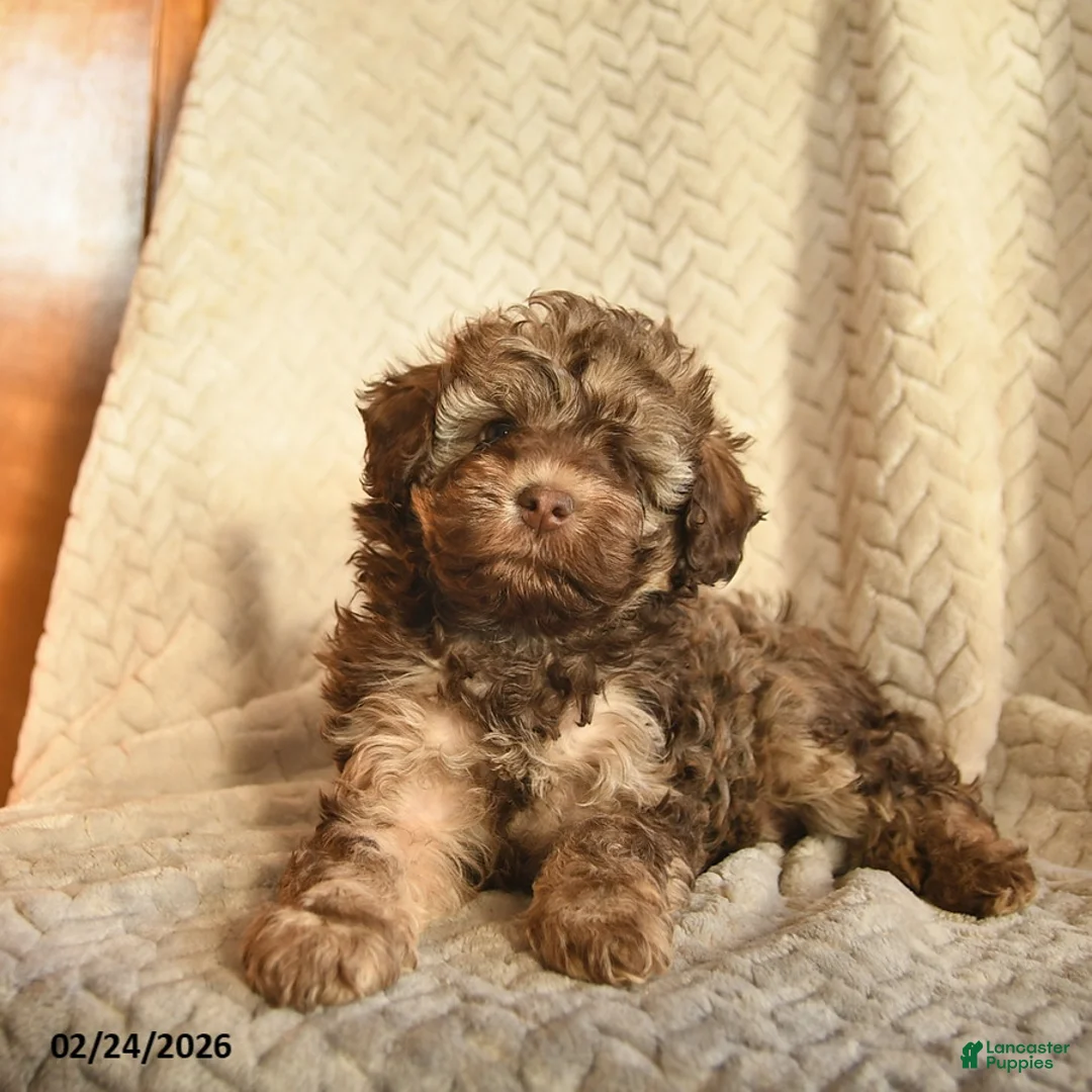 Havapoo dogs for sale: Mocha  - Ad 3