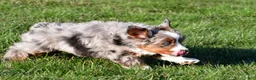 Miniature Australian Shepherd dogs for sale: Andre - Ad 8