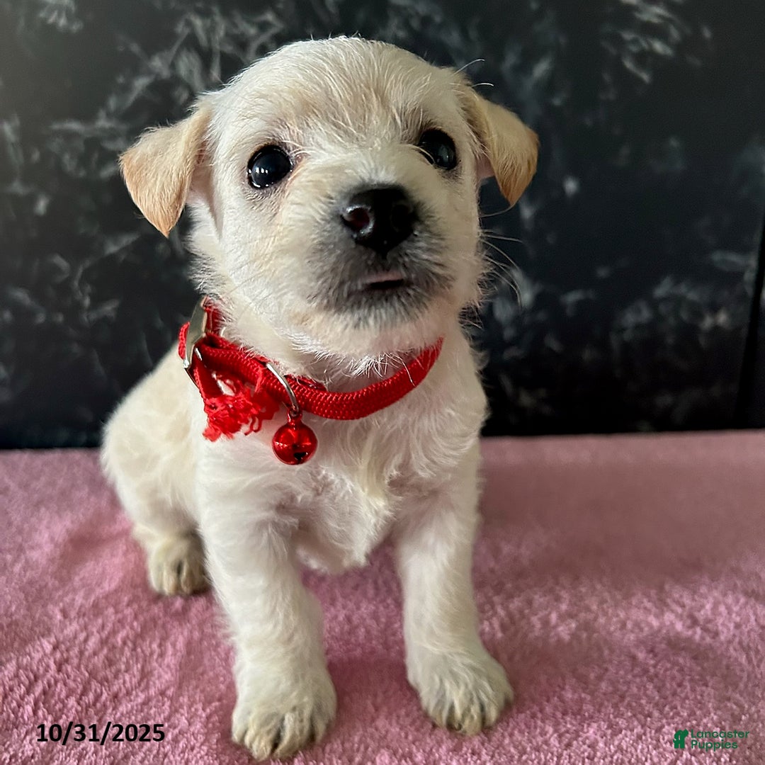 Mixed Breed dogs for sale: Anne - Ad 2