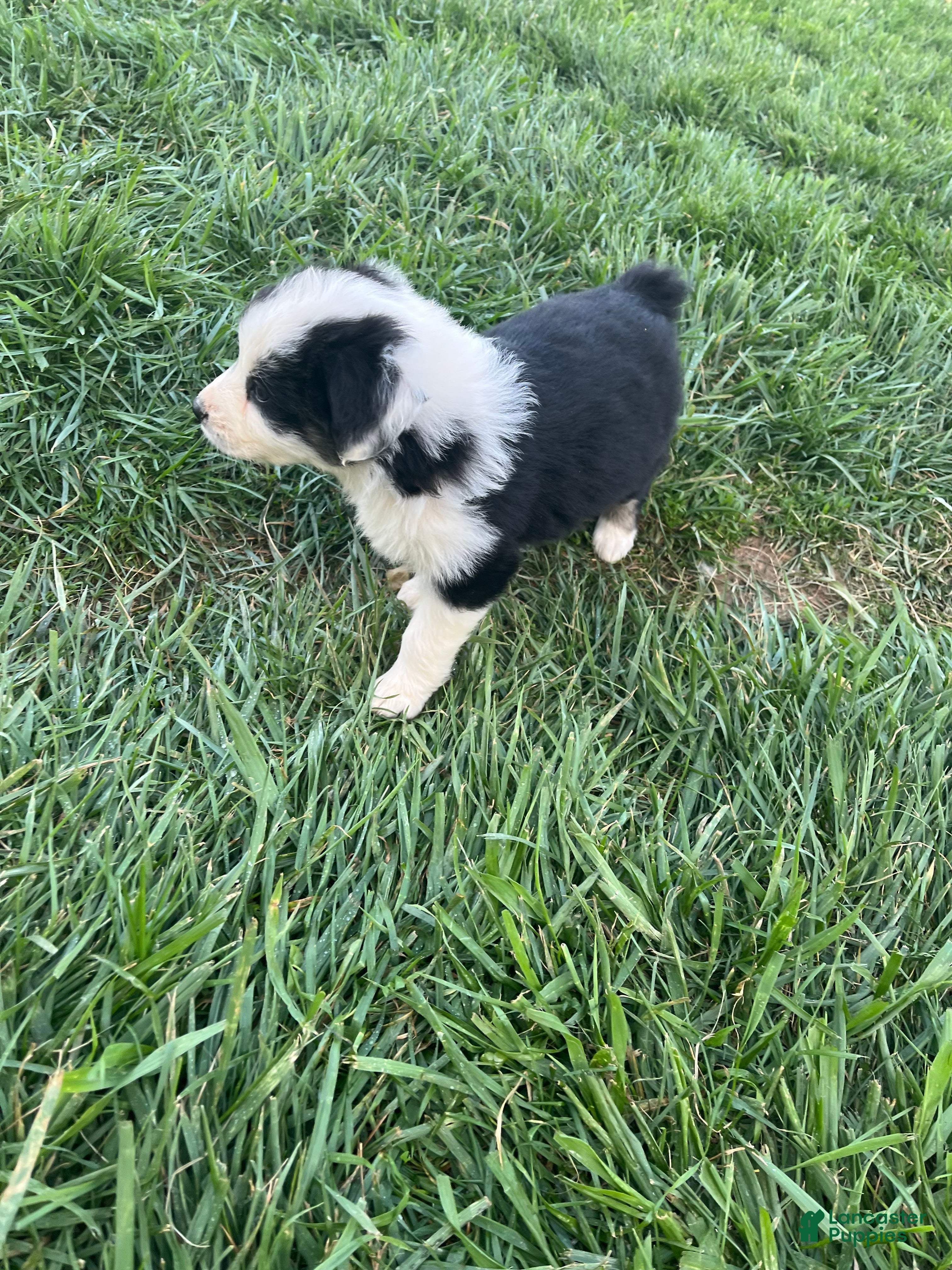 Australian Shepherd dogs Female Aussie Pup 1 - Ad 2