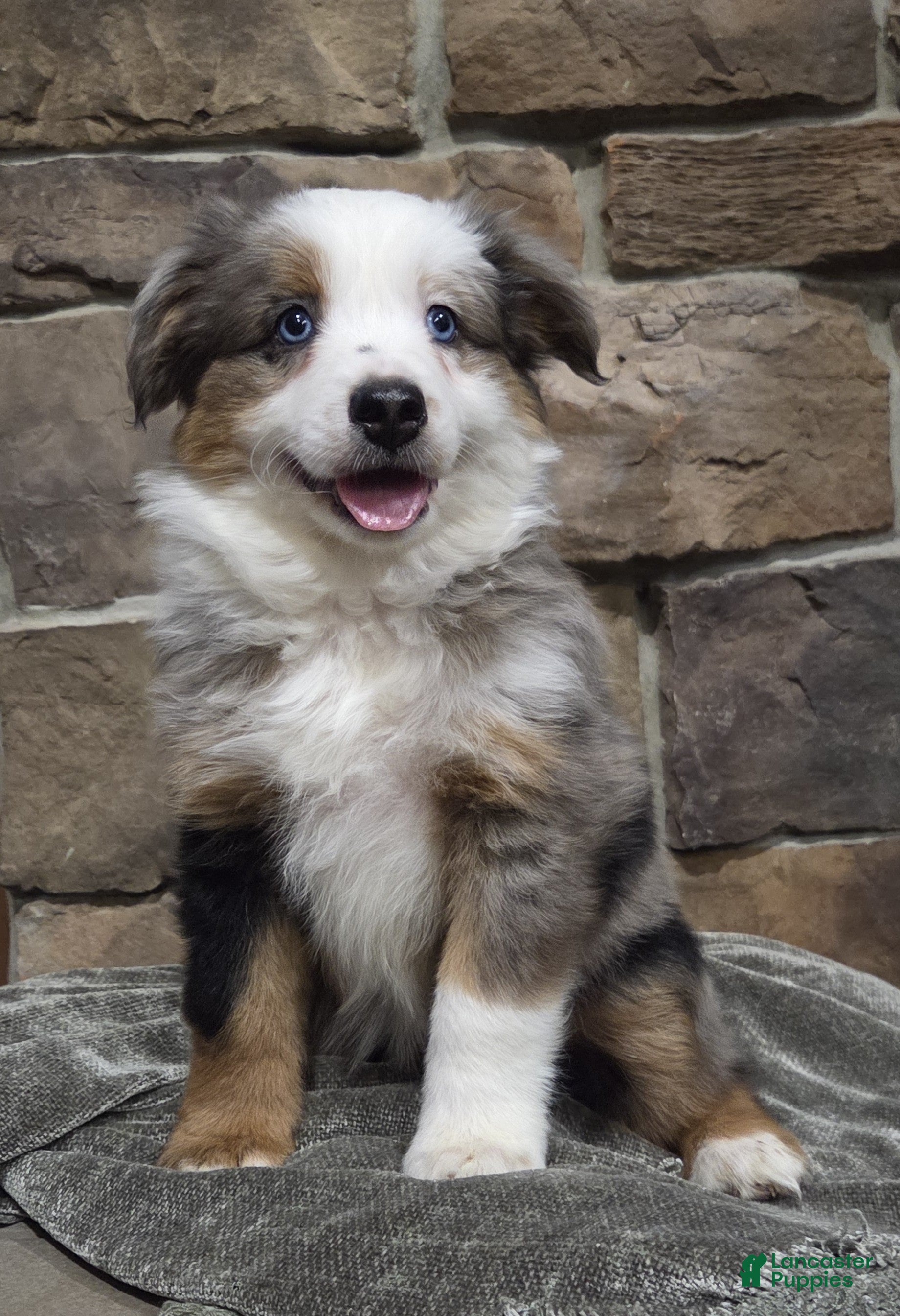 Miniature Australian Shepherd dogs Lola - Ad 24