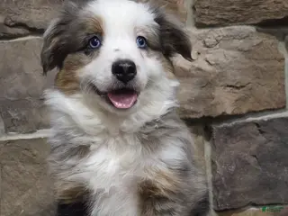 Miniature Australian Shepherd dogs Lola - Ad 24