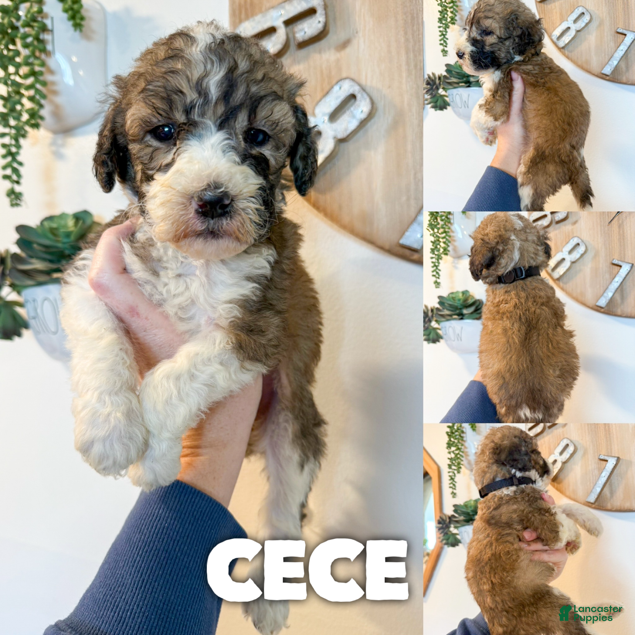 Saint Berdoodles dogs Cece - Standard F1b - Ad 1