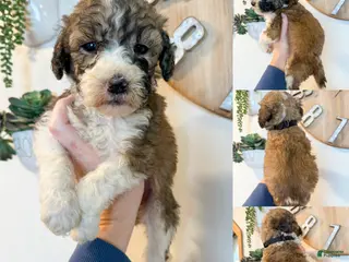 Saint Berdoodles dogs for sale: Cece - Standard F1b - Ad 4