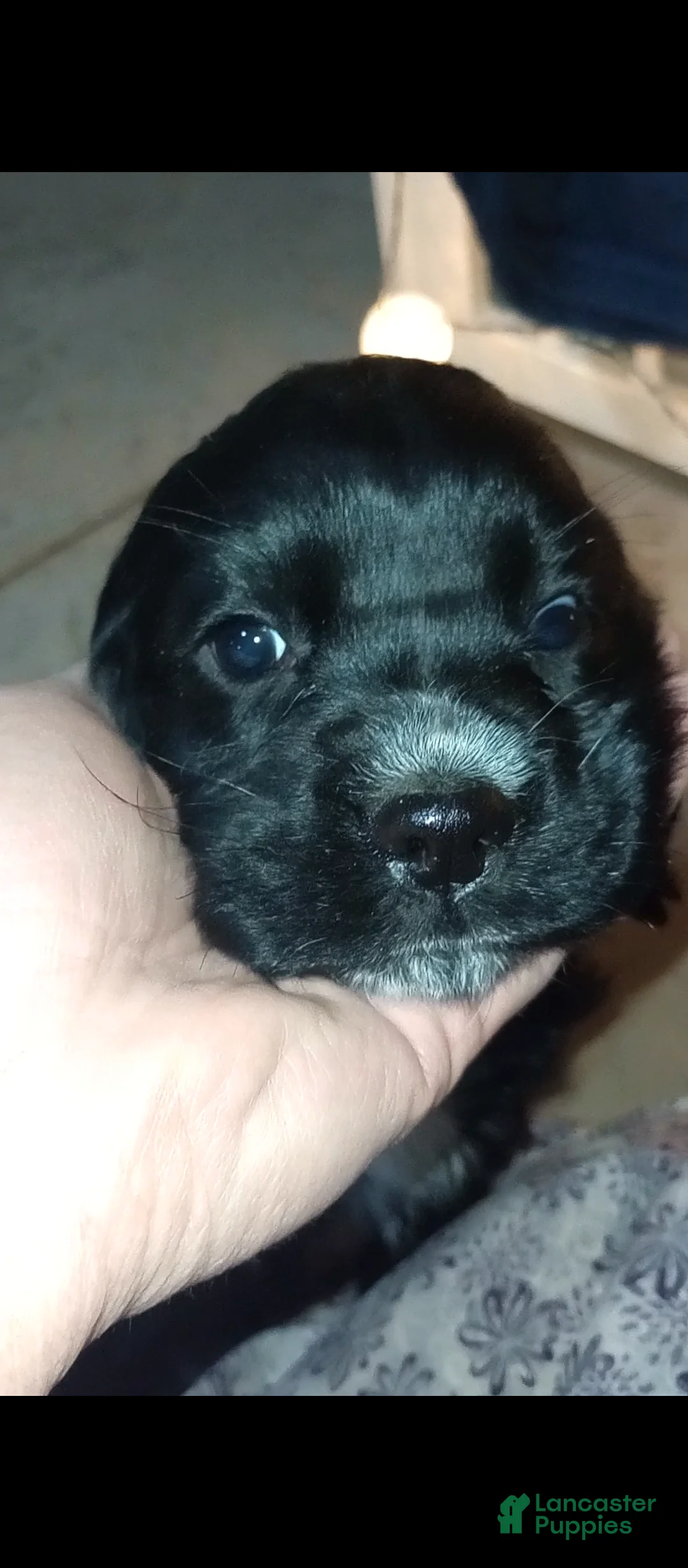 Cocker Spaniel dogs for sale: Bear - Ad 3