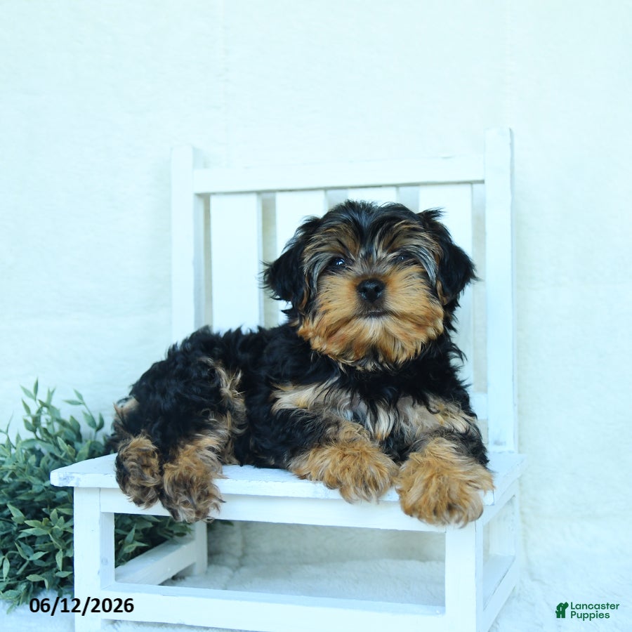 Yorkshire Terrier dogs Barry - Ad 1
