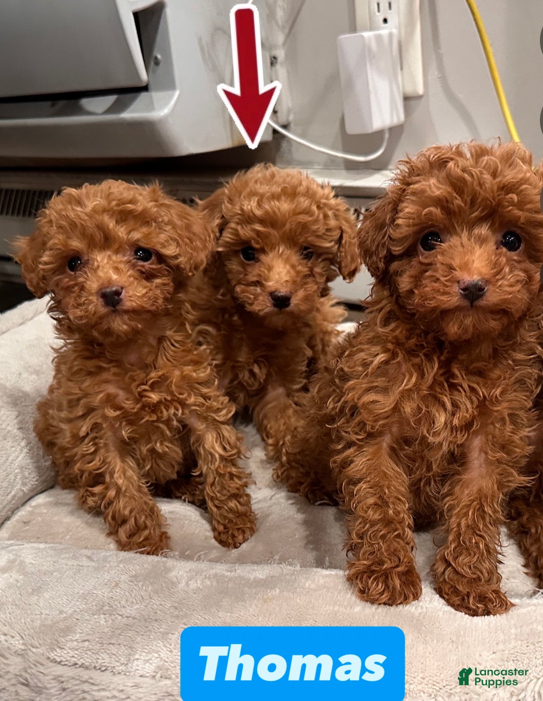 Toy Poodle dogs Tiny Thomas-AKC GENETICALLY TESTED & POTTY TRAINED - Ad 2