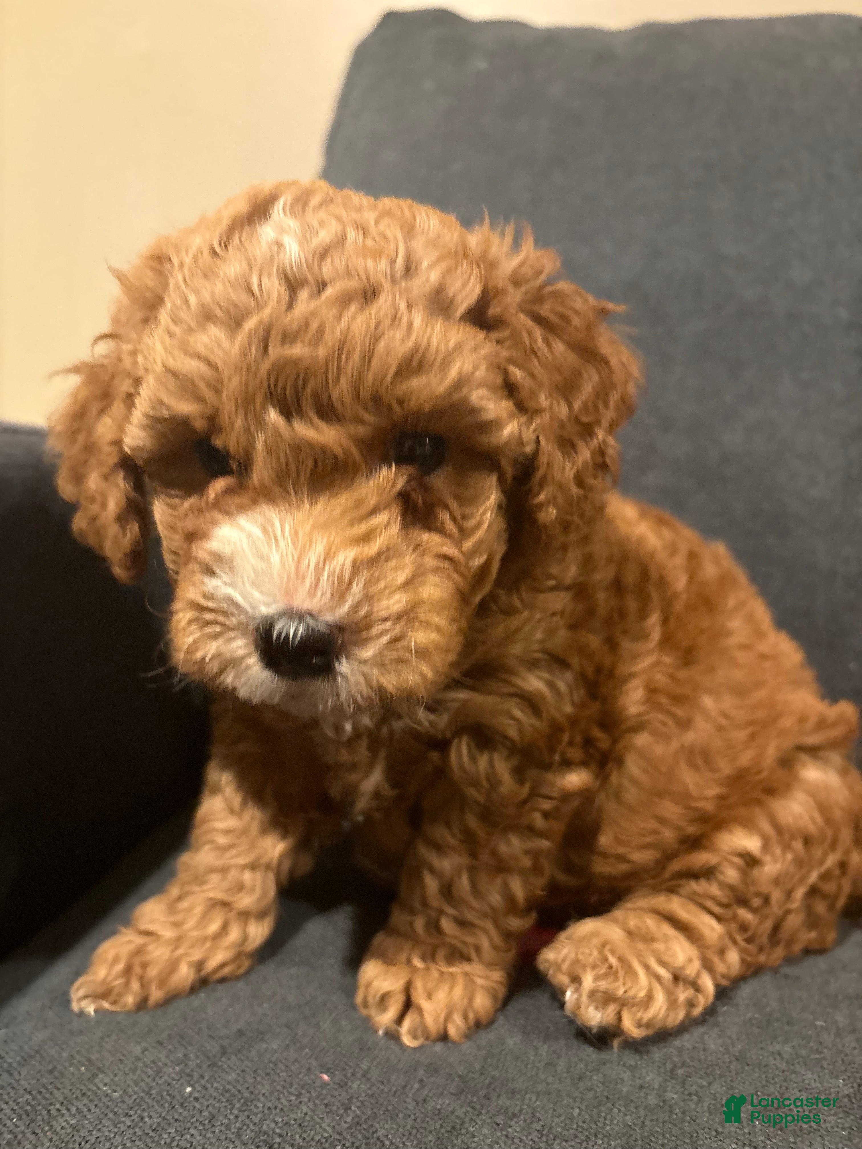 Goldendoodle dogs Goldendoodle Puppy 1 - Ad 6