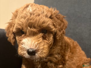 Goldendoodle dogs Goldendoodle Puppy 1 - Ad 12