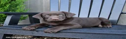 Labrador Retriever dogs for sale: Hershey - Ad 4