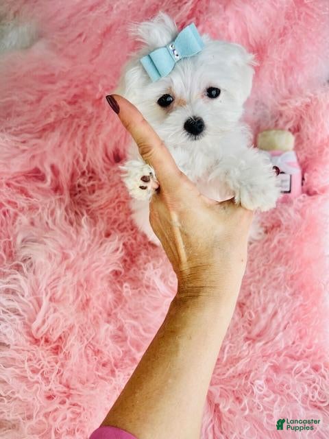 Maltese dogs Maltese Puppy 1 - Ad 15