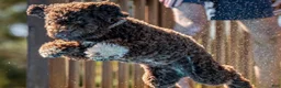 Lagotto Romagnolo dogs for sale: Red collar male - Ad 15