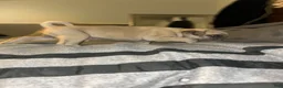 Pug dogs for sale: Pug Puppy 1 - Ad 3