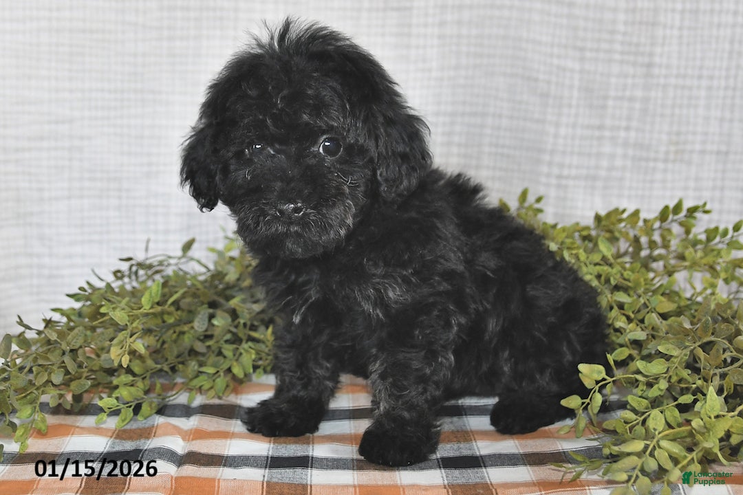 Havapoo dogs for sale: Skye - Ad 3