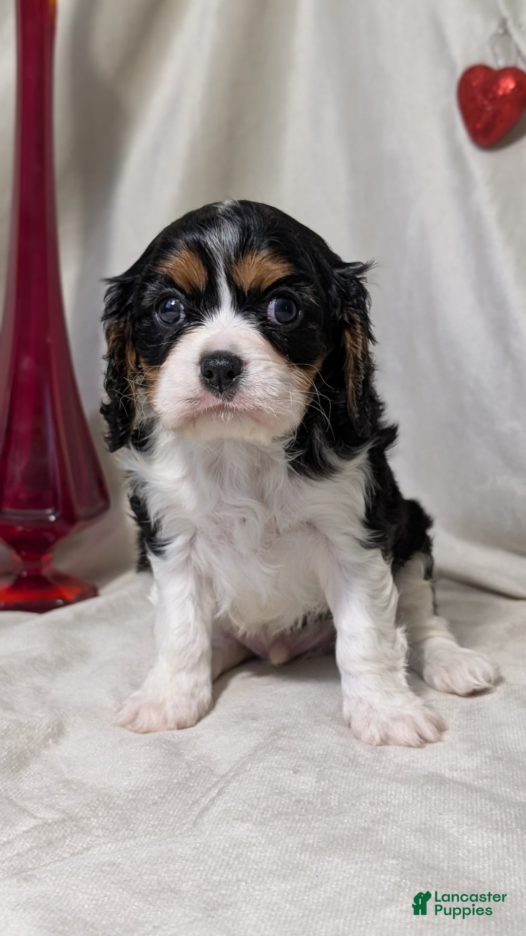 Cavalier King Charles Spaniel dogs for sale: Roscoe  - Ad 9