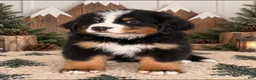 Bernese Mountain Dog dogs for sale: Denali - Black boy - Ad 2