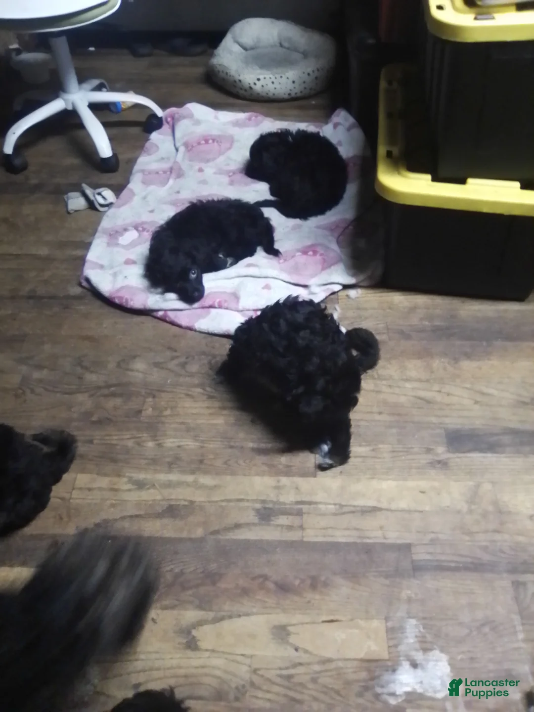 Mini Aussiedoodle dogs for sale: Mini Aussiedoodle Puppy 3 - Ad 16