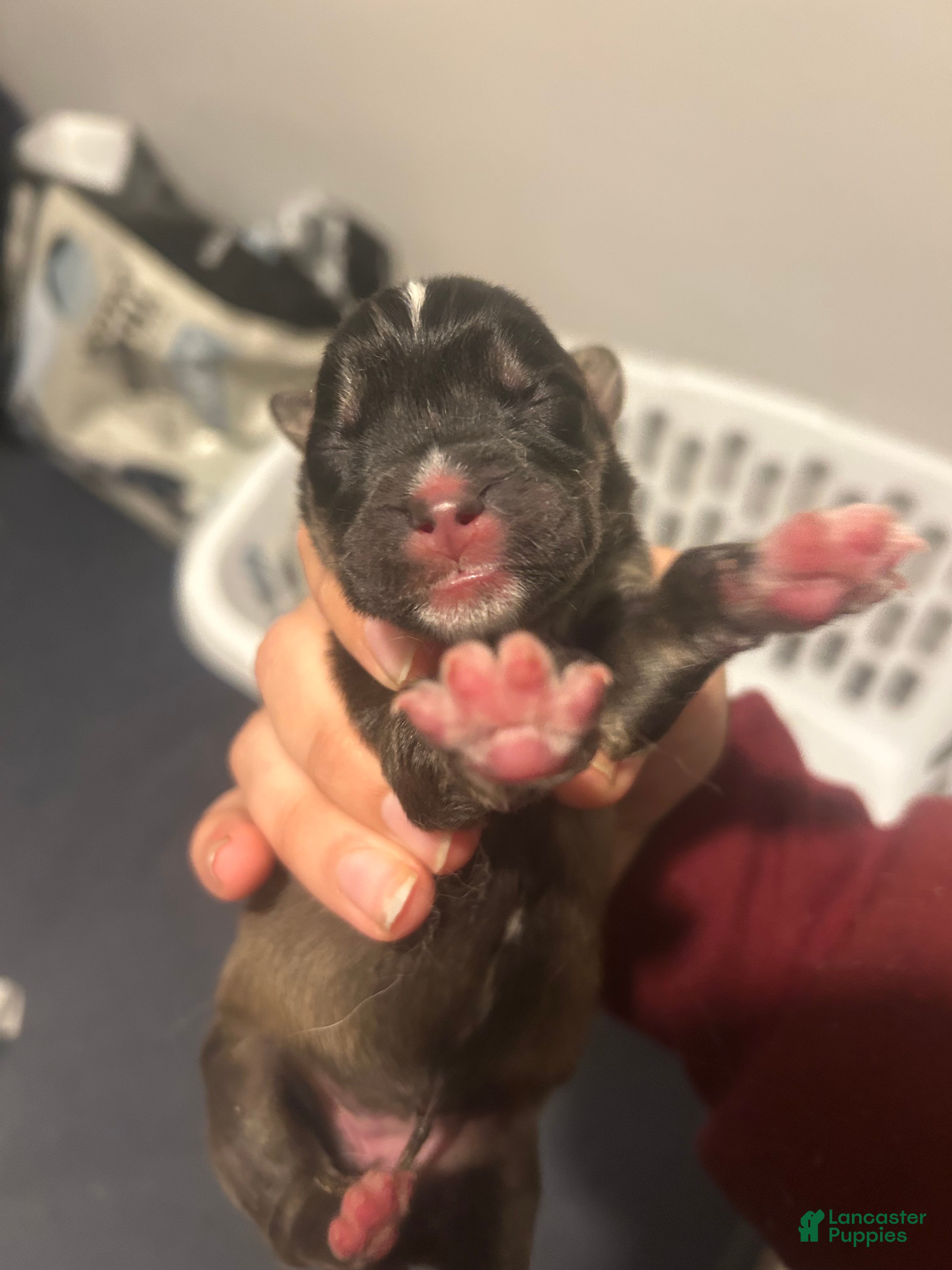 Goberian dogs Goberian Puppy 3 - Ad 13