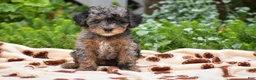 Miniature Poodle dogs for sale: Deanna - Miniature - Ad 3