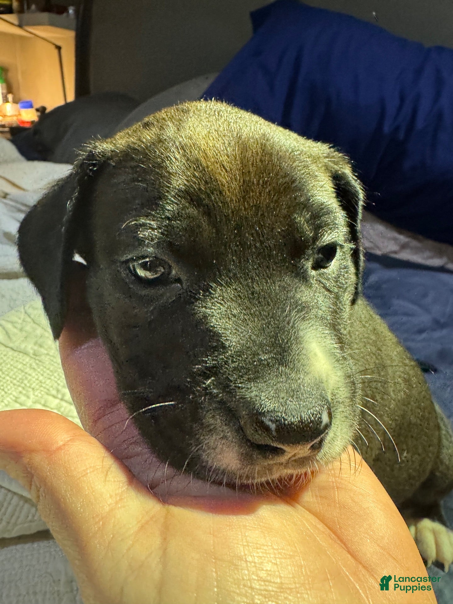 American Pit Bull Terrier dogs American Pit Bull Terrier 6 - Ad 14