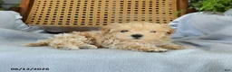 Maltipoo dogs for sale: Josephina - Ad 4