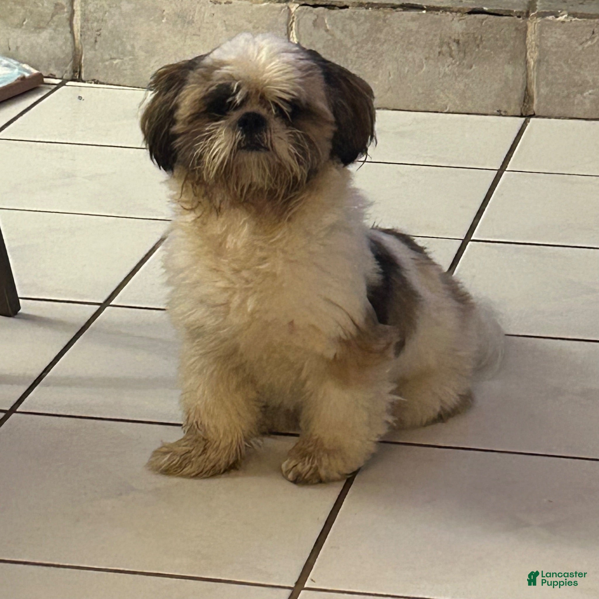 Shih Tzu dogs for sale: Shih Tzu 1 - Ad 1