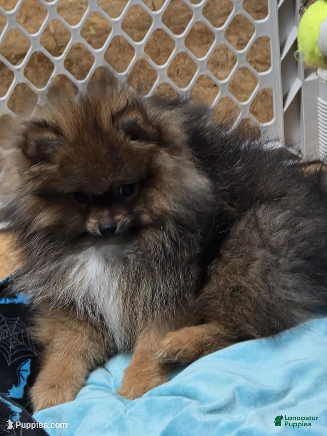 Pomeranian dogs for sale: Akc Willow  - Ad 2